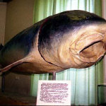 kakuju-rybu-mozhno-pojjmat-okolo-bazy